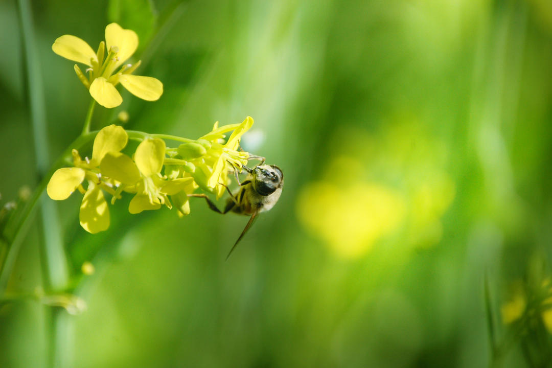 Create a Bee Haven