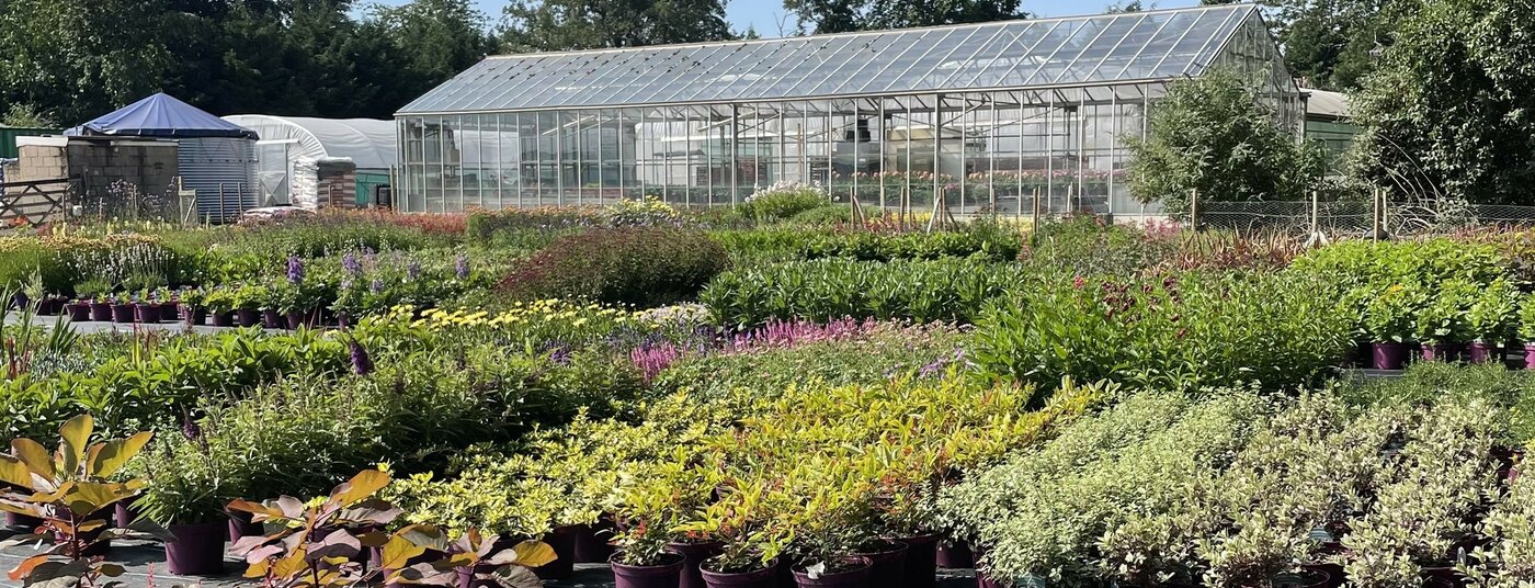 HG Perennials