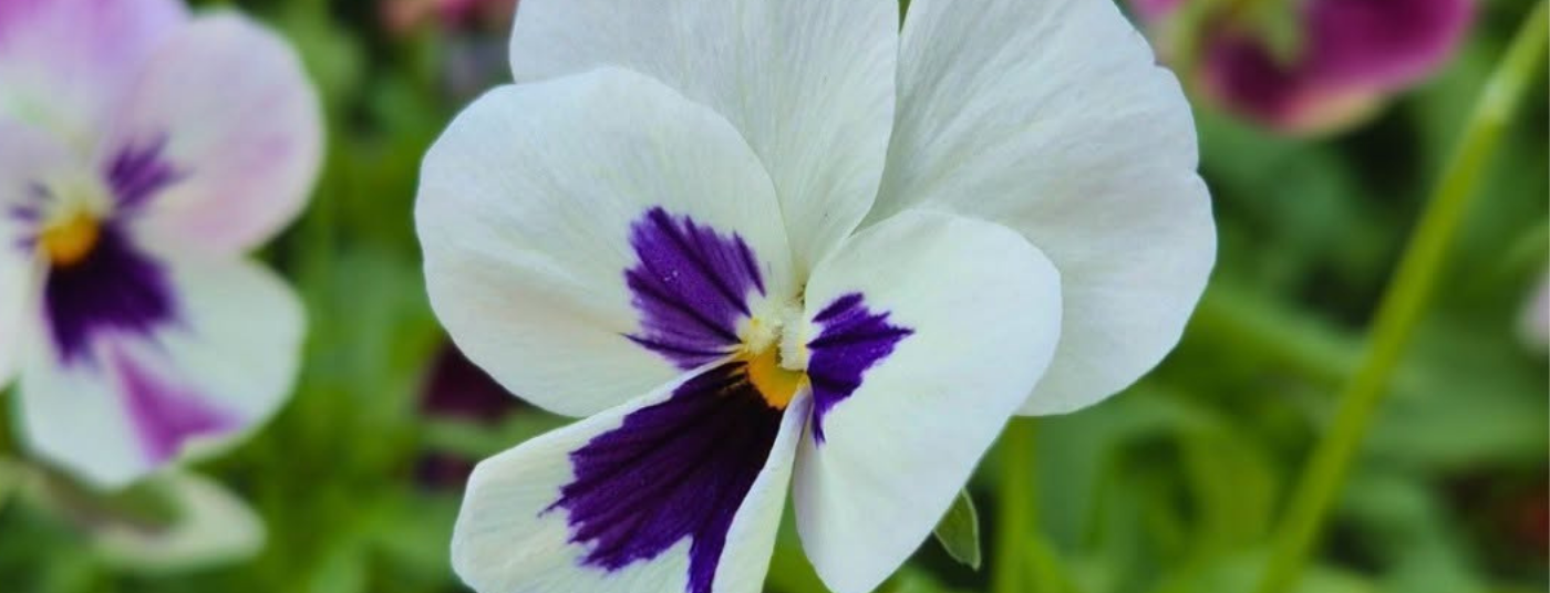 Welcome (Pansy) Welcome