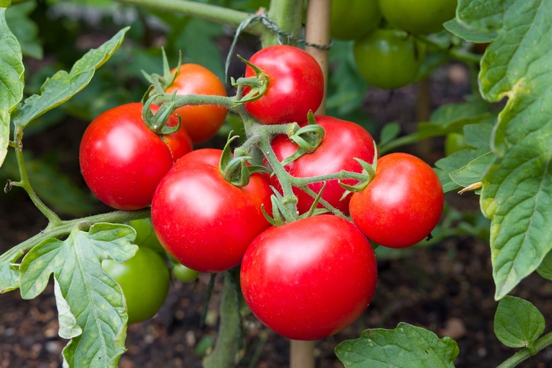 How to care for tomatoes