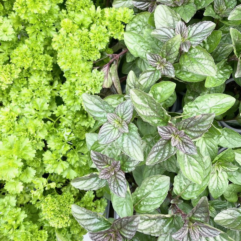 Plant of the Month - April - Waresley Park