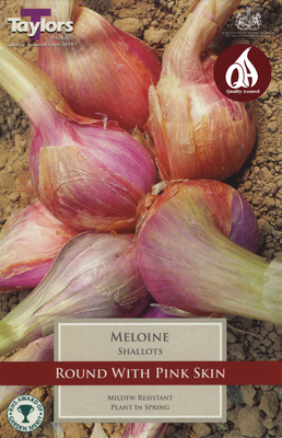 10 MELOINE SHALLOTS