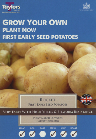 10 ROCKET SEED POTATOES