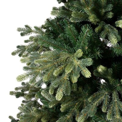 180CM GENEVA FIR - image 2