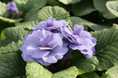 1L PRIMULA 'RUBENS SKY BLUE'