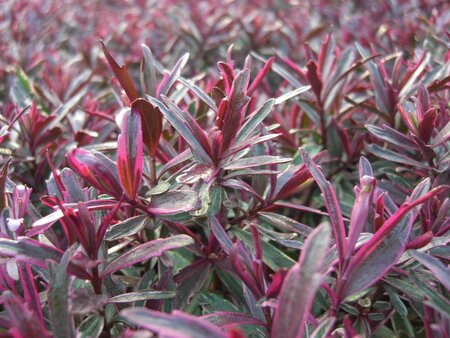 2L HEBE 'FROZEN FLAME'