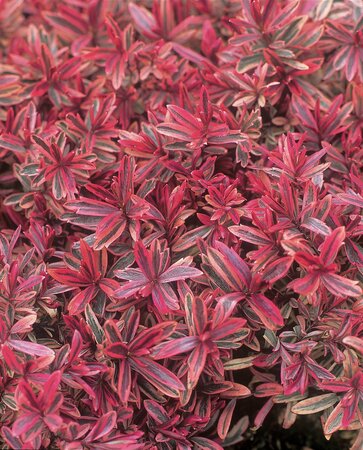 2L HEBE 'HEARTBREAKER'