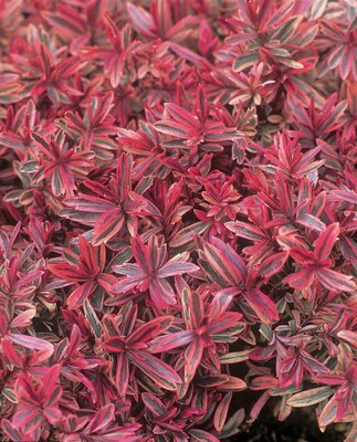 2L HEBE 'HEARTBREAKER'