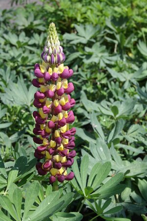 2L LUPIN 'MANHATTAN LIGHTS'