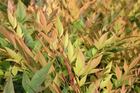 2L NANDINA 'GULFSTREAM'