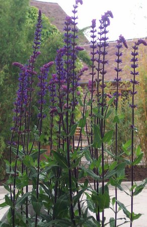 2L SALVIA 'CARADONNA'