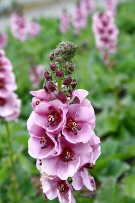 2L VERBASCUM 'LAVENDER LASS'