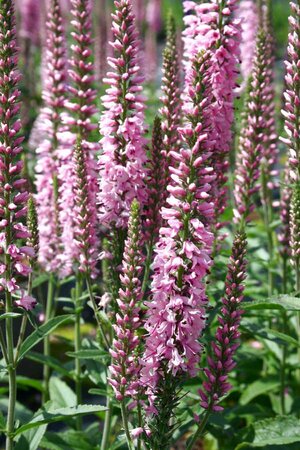 2L VERONICA MOODY 'BLUES PINK'