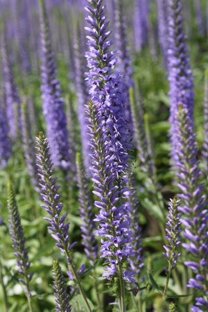 2L VERONICA MOODY BLUES 'SKY BLUE'