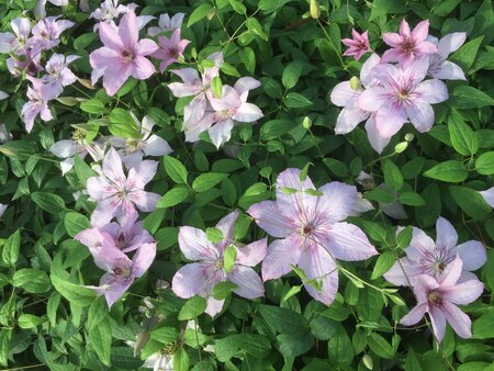 3L CLEMATIS 'HAGLEY HYBRID'