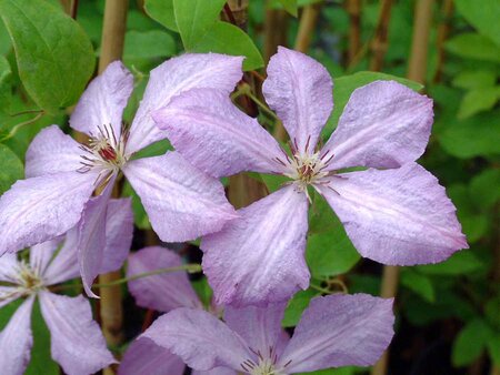 3L CLEMATIS 'MARGARET HUNT'
