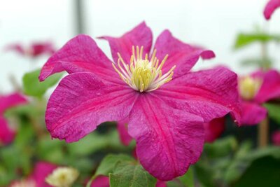 3L CLEMATIS 'REMEMBRANCE'