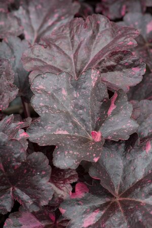 3L HEUCHERA MIDNIGHT ROSE