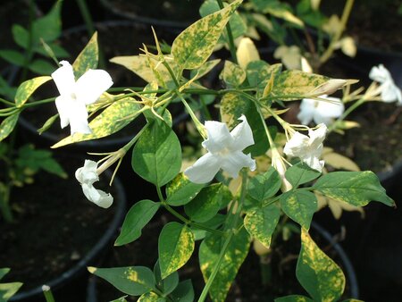 3L JASMINUM OFFICINALE AUREOVARIEGATUM