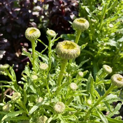 3L LEUCANTHEMUM REAL GOLDCUP