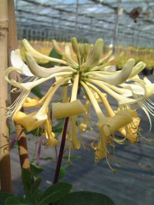 3L LONICERA G.S.THOMAS