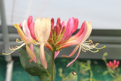 3L LONICERA PERICLYMENUM BELGICA