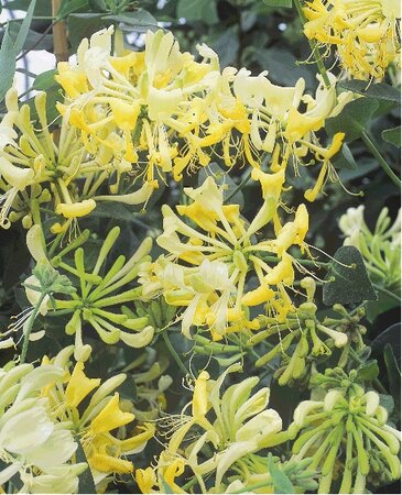 3L LONICERA 'SCENTSATION'