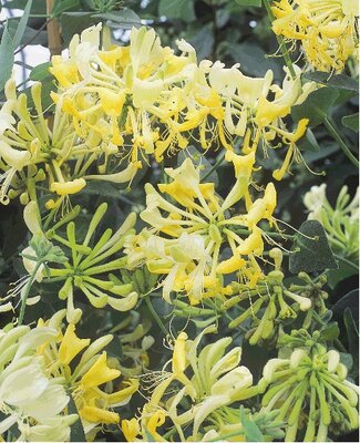 3L LONICERA 'SCENTSATION'