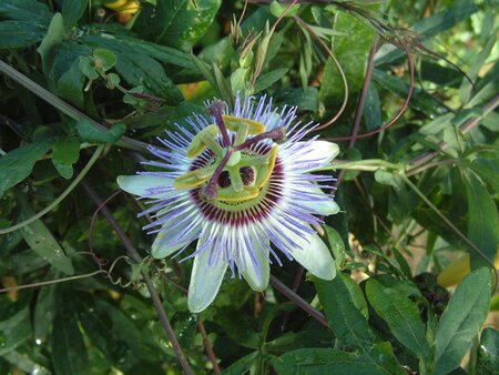 3L PASSIFLORA 'CAERULEA'