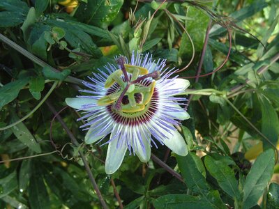 3L PASSIFLORA 'CAERULEA'
