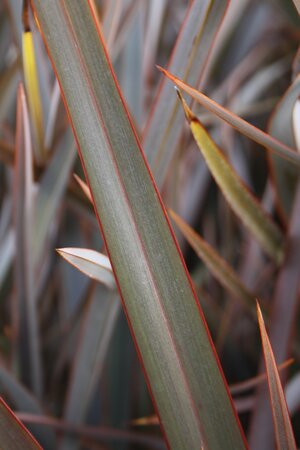 3L PHORMIUM 'BRONZE BABY'