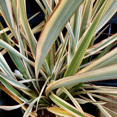 3L PHORMIUM 'GOLDEN RAY'