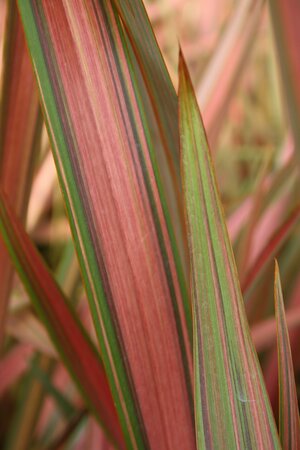 3L PHORMIUM 'JESTER'