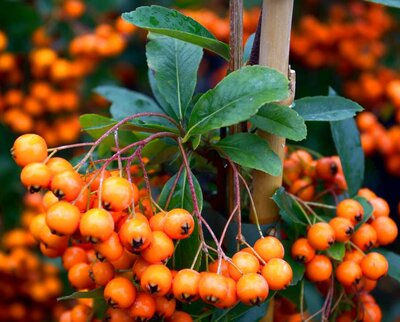 3L PYRACANTHA ORANGE CHARMER