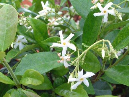 3L TRACHELOSPERMUM JASMINOIDES