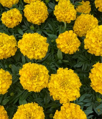 AFRICAN MARIGOLD 'MARVEL GOLD' - image 1