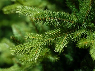 ALLISON PINE 180 - image 2