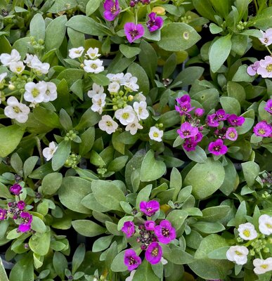 ALYSSUM CLEAR CRYSTAL 'MIX' - image 1