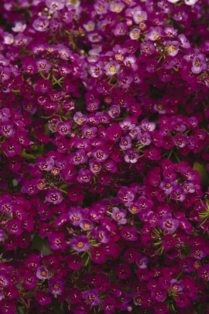 ALYSSUM CLEAR CRYSTAL 'PURPLE SHADES' - image 1