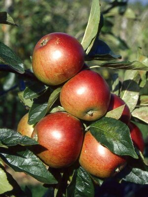 APPLE (MALUS) 'FIESTA'