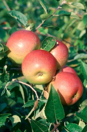 APPLE (MALUS) 'LAXTON'S SUPERB'