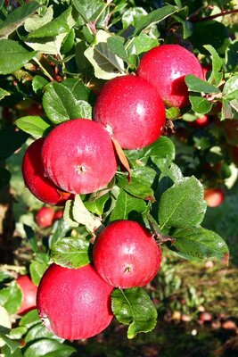 APPLE (MALUS) 'RED DEVIL'