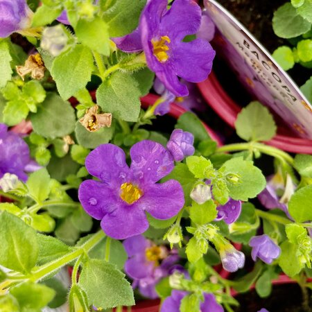 BACOPA 'MEGACOPA BLUE'