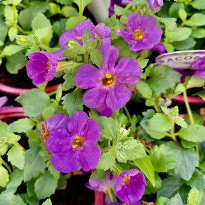 BACOPA 'MEGACOPA PURPLE'