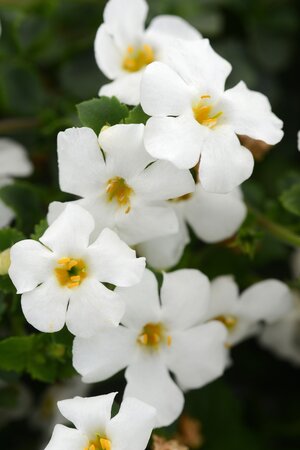 BACOPA 'MEGACOPA WHITE' - image 1