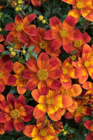 BIDENS 'BEE HAPPY RED' - image 1