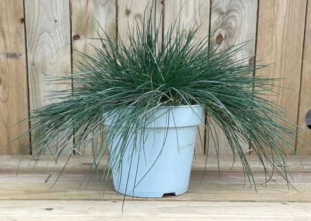 BLUE FESCUE 'INTENSE BLUE®' - image 2