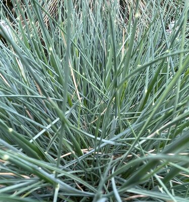 BLUE FESCUE 'INTENSE BLUE®' - image 1