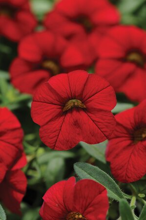 CALIBRACHOA CABARET 'BRIGHT RED' - image 1