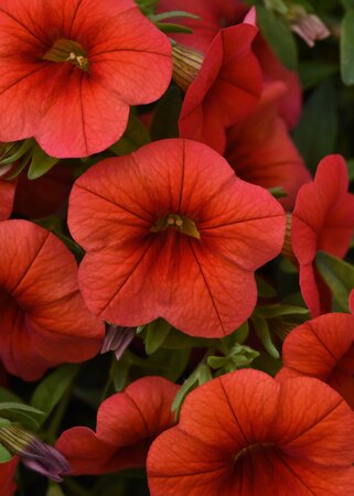 CALIBRACHOA CABARET 'ORANGE' - image 1